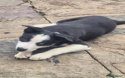 Border Collie dogs for sale: 3 Gorgeous border collie puppies for sale. - Image 6