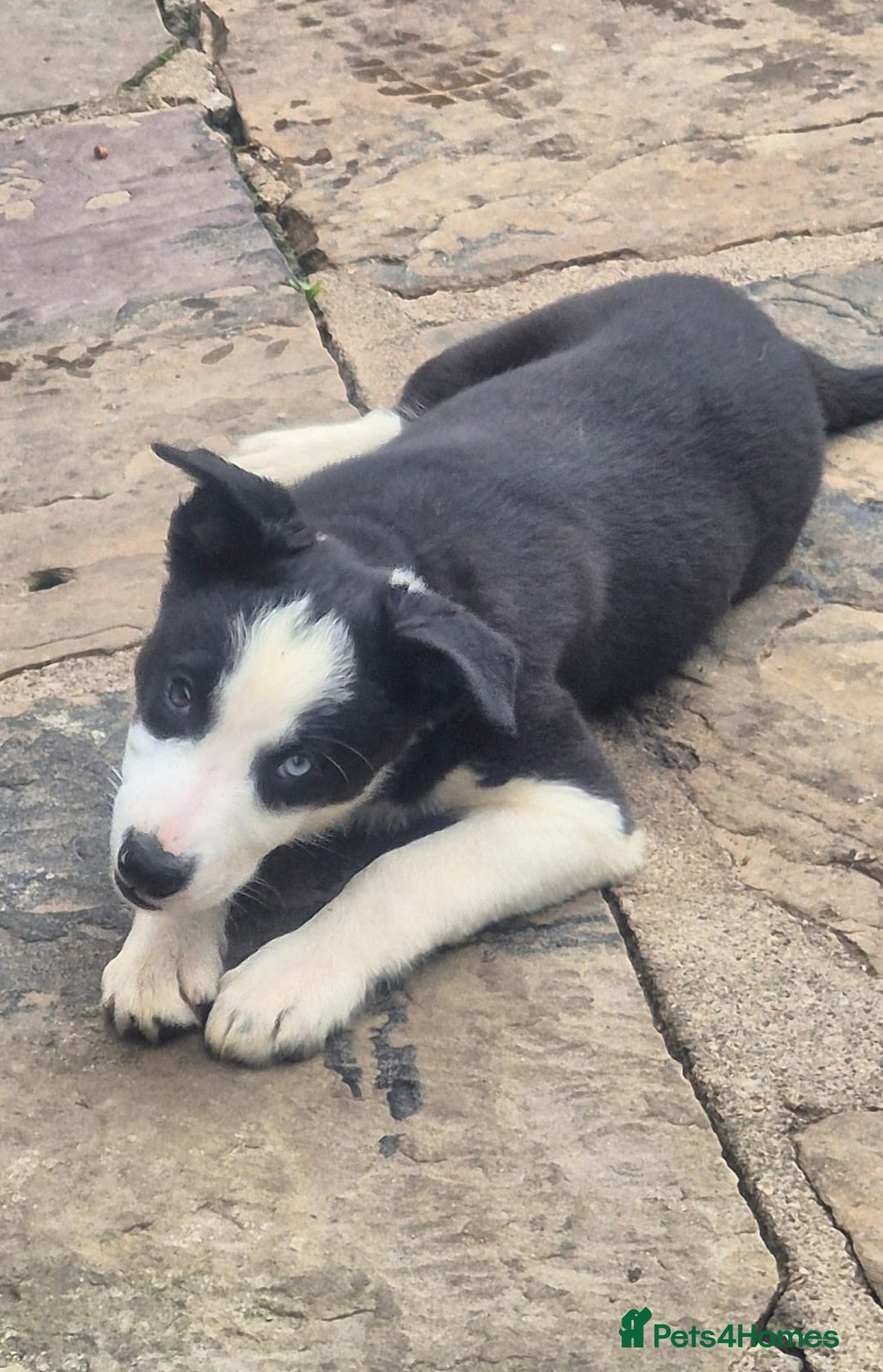 Border Collie dogs for sale: 3 Gorgeous border collie puppies for sale. - Image 6