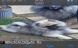 Keeshond dogs for sale: 3 Beautiful Male Keeshond Pups - Image 1