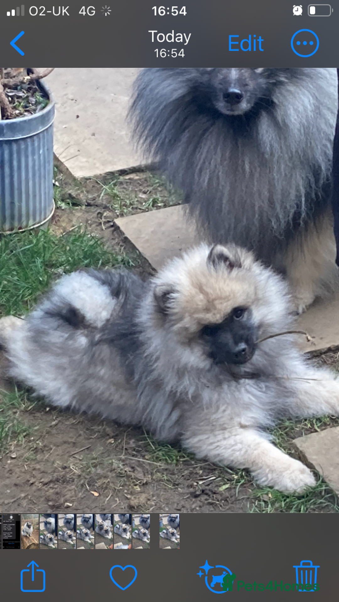 Keeshond dogs for sale: 3 Beautiful Male Keeshond Pups - Image 1