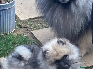 Keeshond dogs - Advert 26