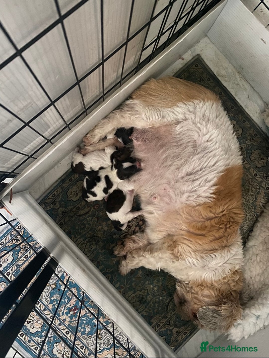 Shihpoo dogs for sale: ADORABLE SHIPOO PUPPIES - Advert 16