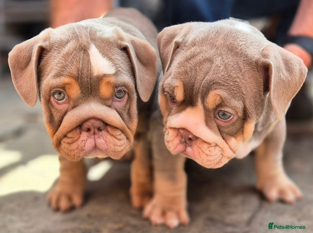English Bulldog dogs for sale: Final Female English Bulldog available - Image 8