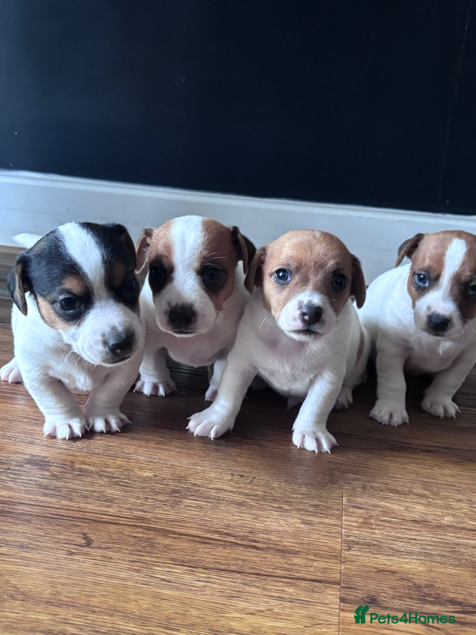 Jack Russell dogs Beautiful Jack Russell Puppies for Sale 🐶 - Advert 14