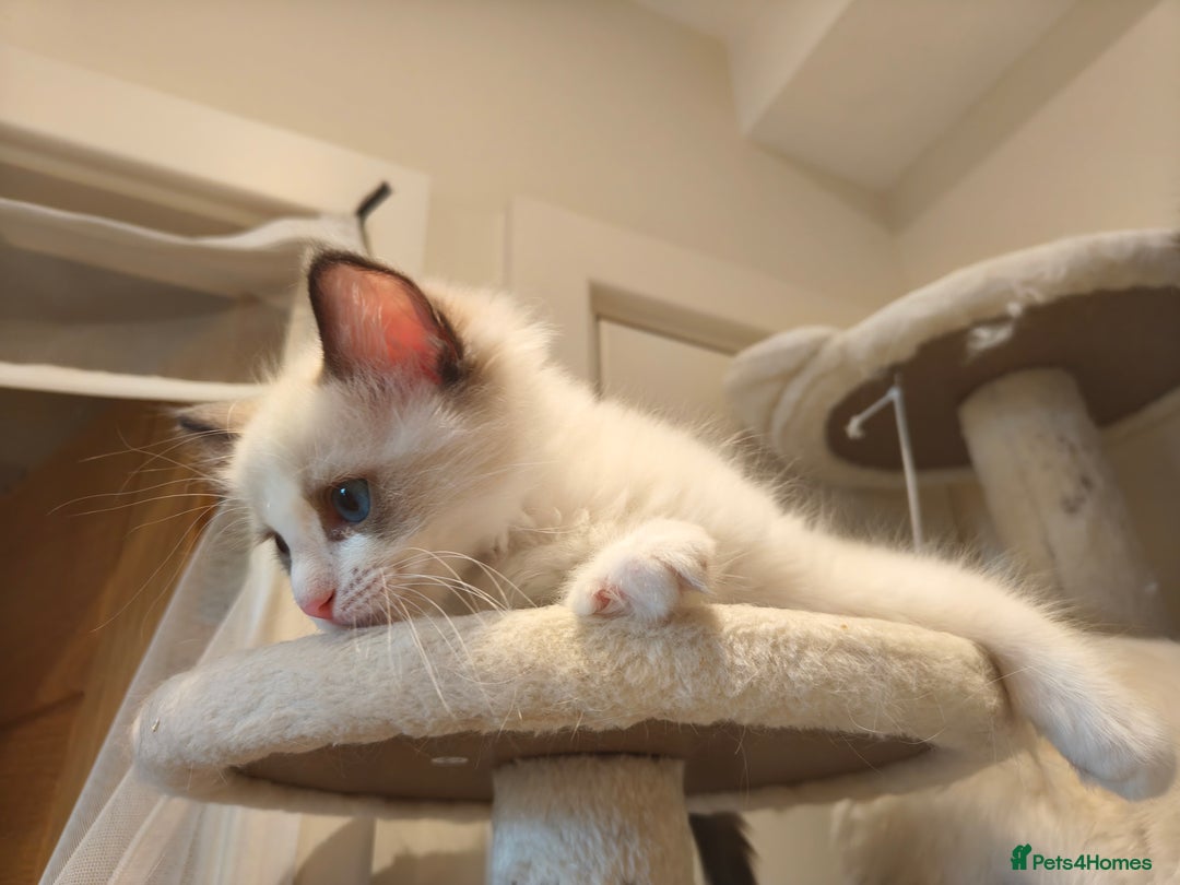 Ragdoll cats for sale: Pure Ragdoll kitten for sale  - Image 14