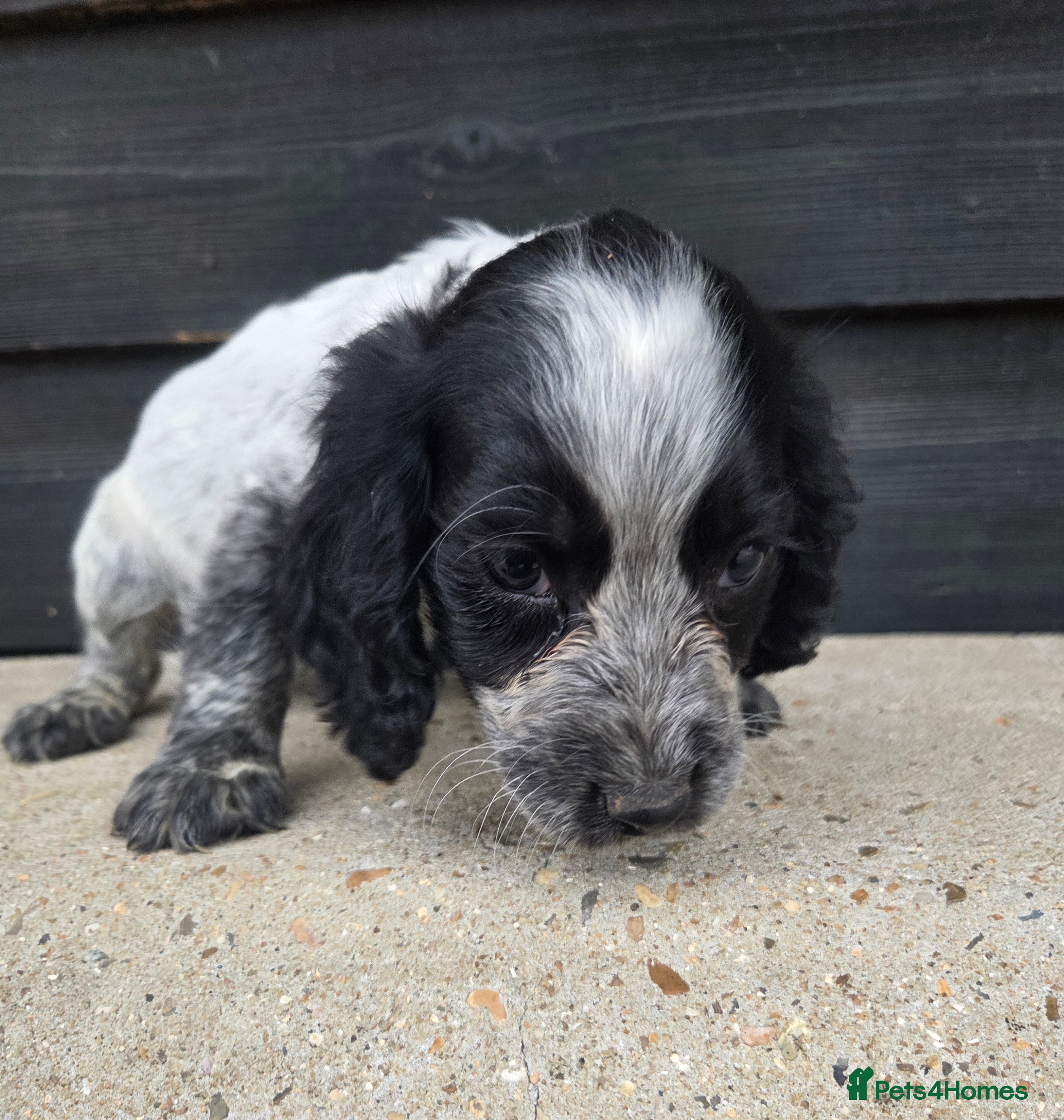 Cocker Spaniel dogs ❗️5 beautiful cocker spaniel puppies❗️🥰 - Advert 1