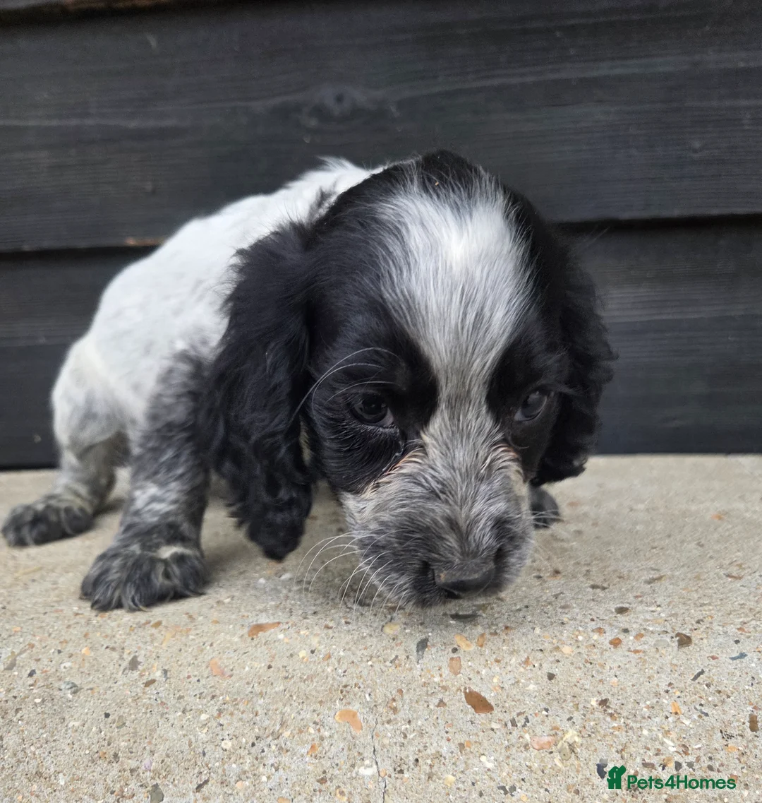 Cocker Spaniel dogs for sale: ❗️5 beautiful cocker spaniel puppies❗️🥰 - Advert 1
