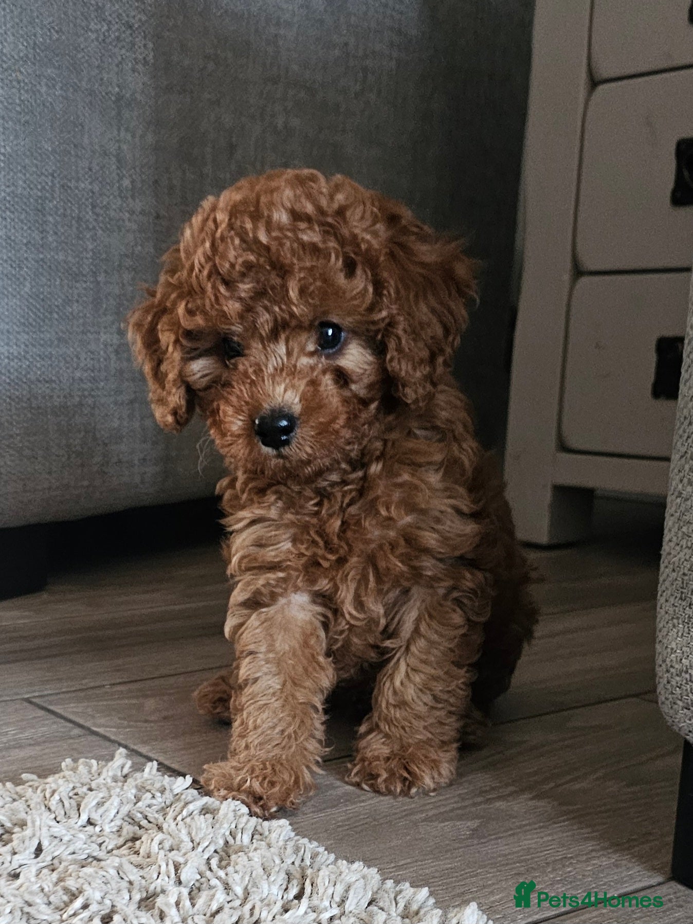 Cavapoo dogs F1b Cavapoo puppies!  - Advert 1