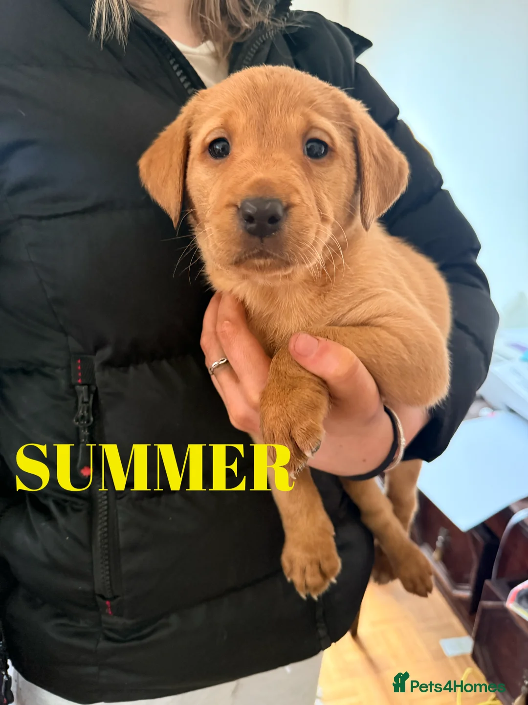 Labrador Retriever dogs for sale: Working Labrador Puppies Black & Fox Red Ready Now - Advert 8