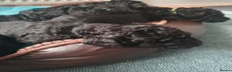 Kerry Blue Terrier dogs for sale: Kerry blue terrier puppies - Advert 12