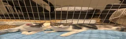 Domestic Shorthair cats for adoption: Loving Tallulah - Adopt Cats in Crisis East Ldn - Advert 2