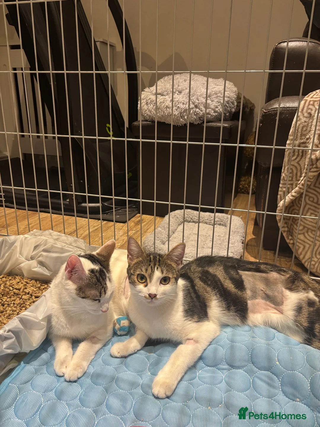 Domestic Shorthair cats for adoption: Loving Tallulah - Adopt Cats in Crisis East Ldn - Advert 2