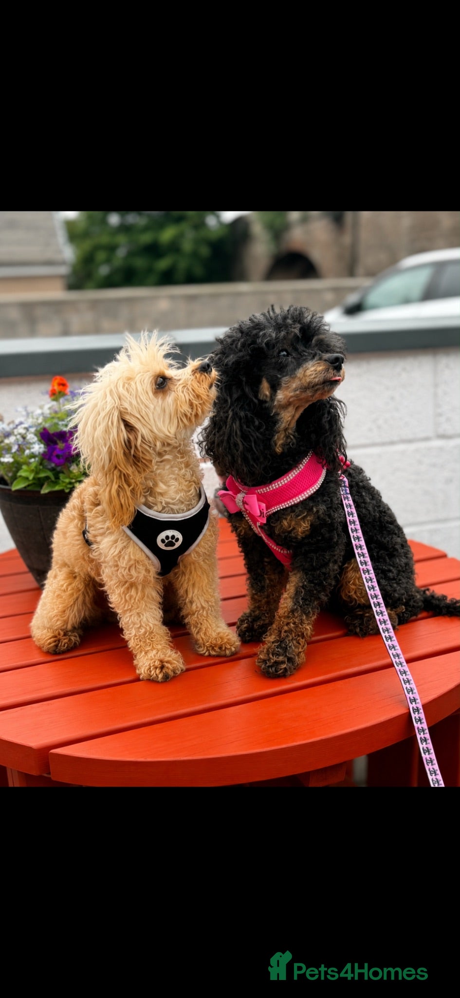 Cavapoo dogs Toy poodle (phantom)& Cavapoo - Advert 2