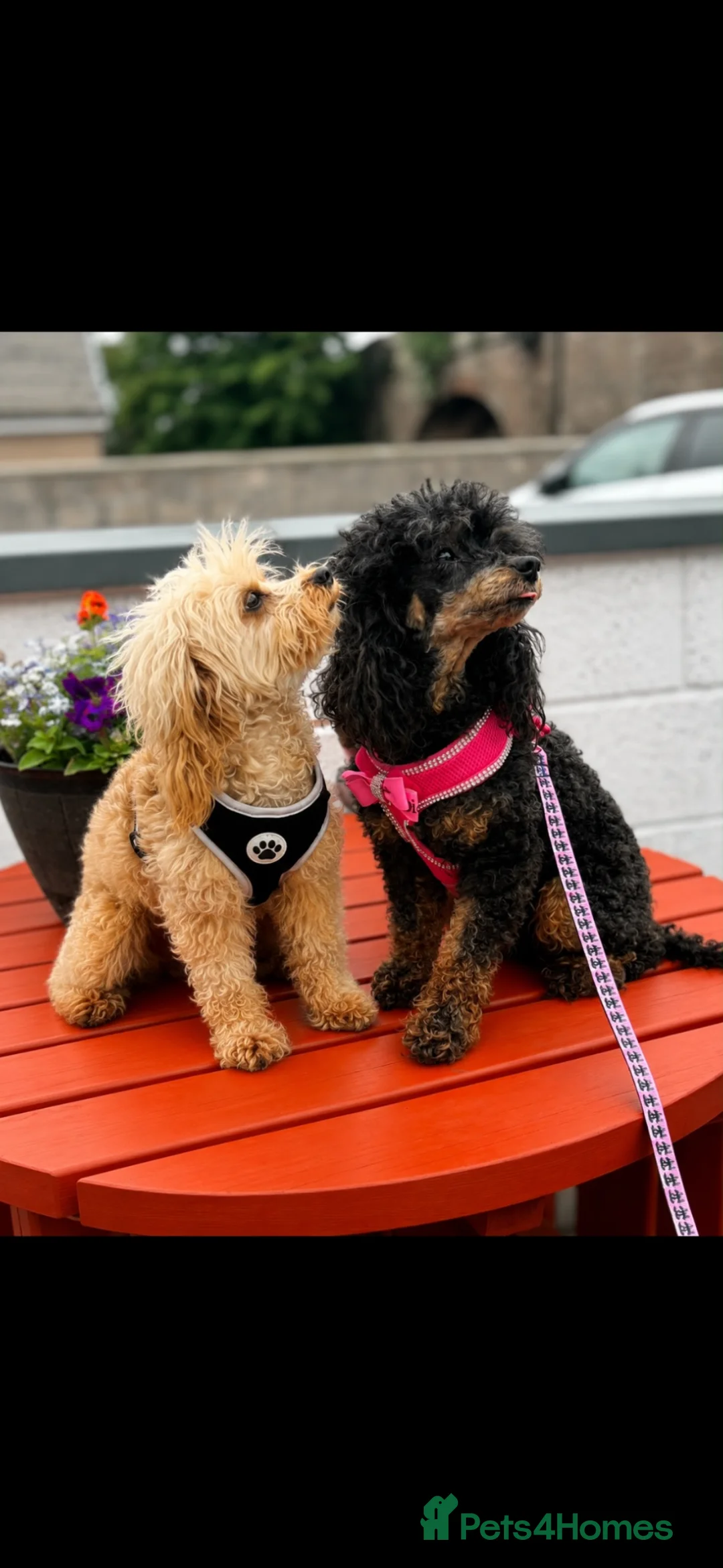 Cavapoo dogs for sale: Toy poodle (phantom)& Cavapoo - Advert 1