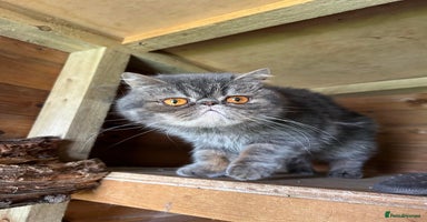 Exotic cats GCCF Registered Lilac Exotic Female  - Advert 6