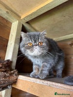 Exotic cats GCCF Registered Lilac Exotic Female - Advert 2