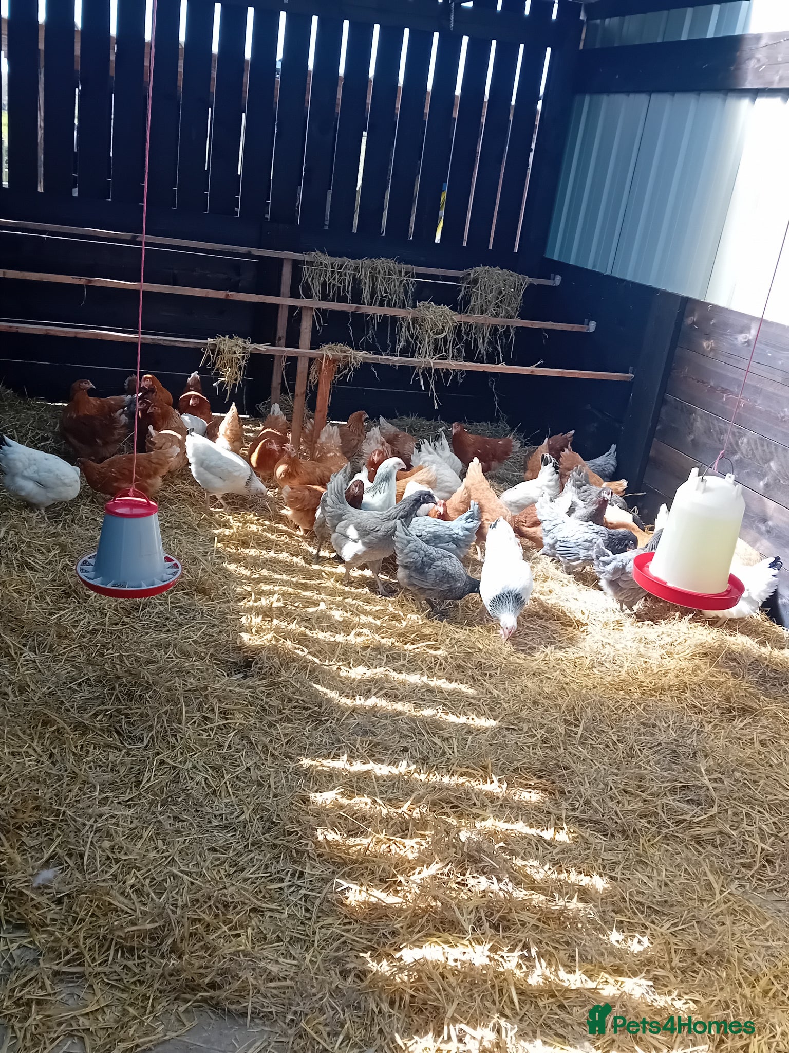 Chickens poultry for sale: POINT OF LAY HENS  - Advert 4