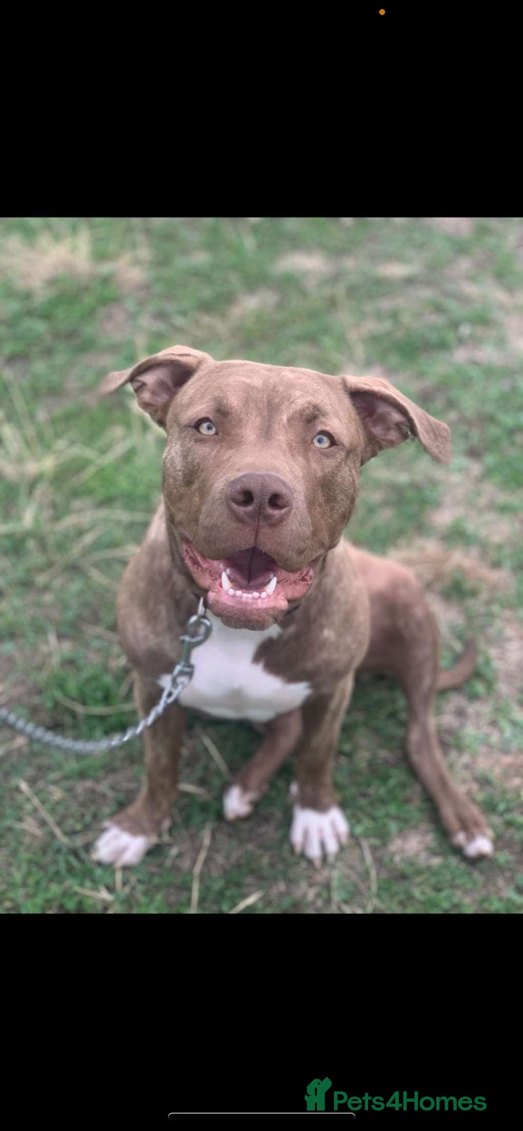 Mixed Breed dogs Puppy’s coming soon  - Advert 12