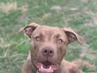 Mixed Breed dogs Puppy’s coming soon - Advert 1