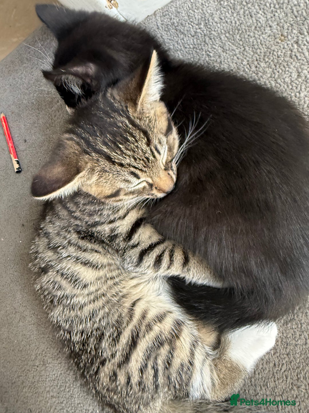 Domestic Shorthair cats for sale: Two kittens ready to leave for their forever home  - Image 4