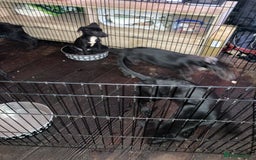 Mixed Breed dogs for sale: Puppies ready to be rehomed - Image 4