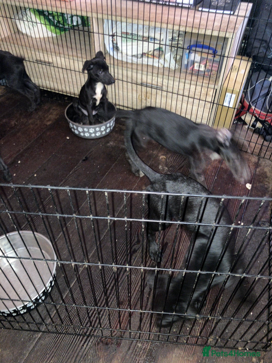 Mixed Breed dogs for sale: Puppies ready to be rehomed - Image 4