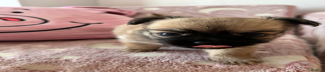 Chihuahua Puppy 2