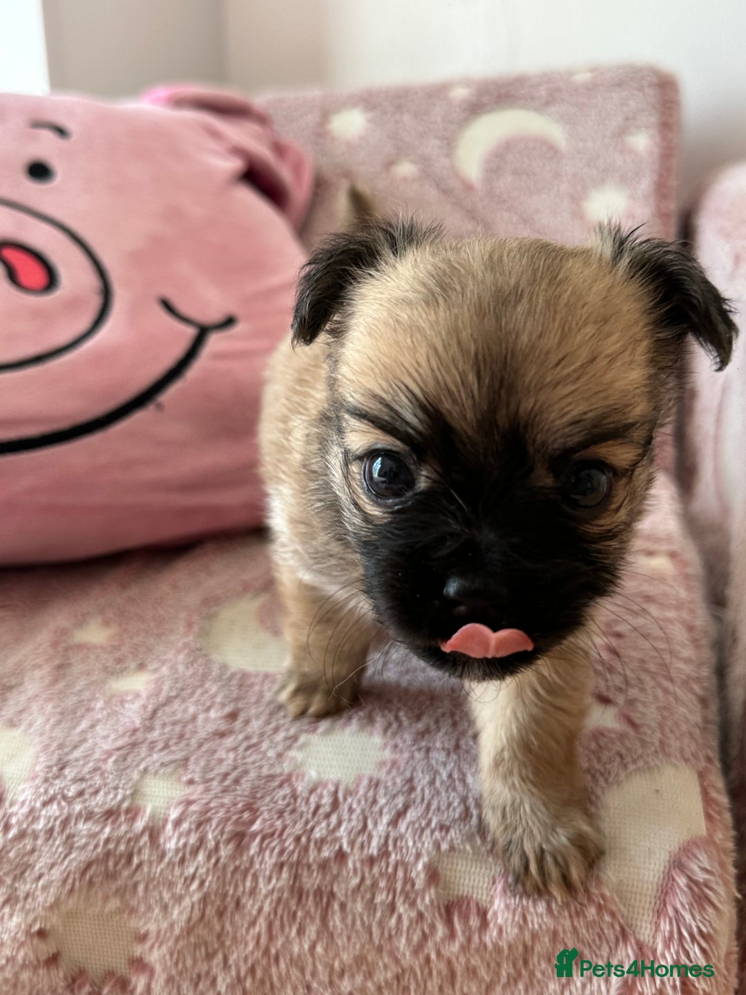 Chihuahua dogs for sale: 3 chihuahuas for sale - Image 3