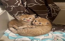 Mixed Breed cats for sale: Cuddly ginger twins - Image 5