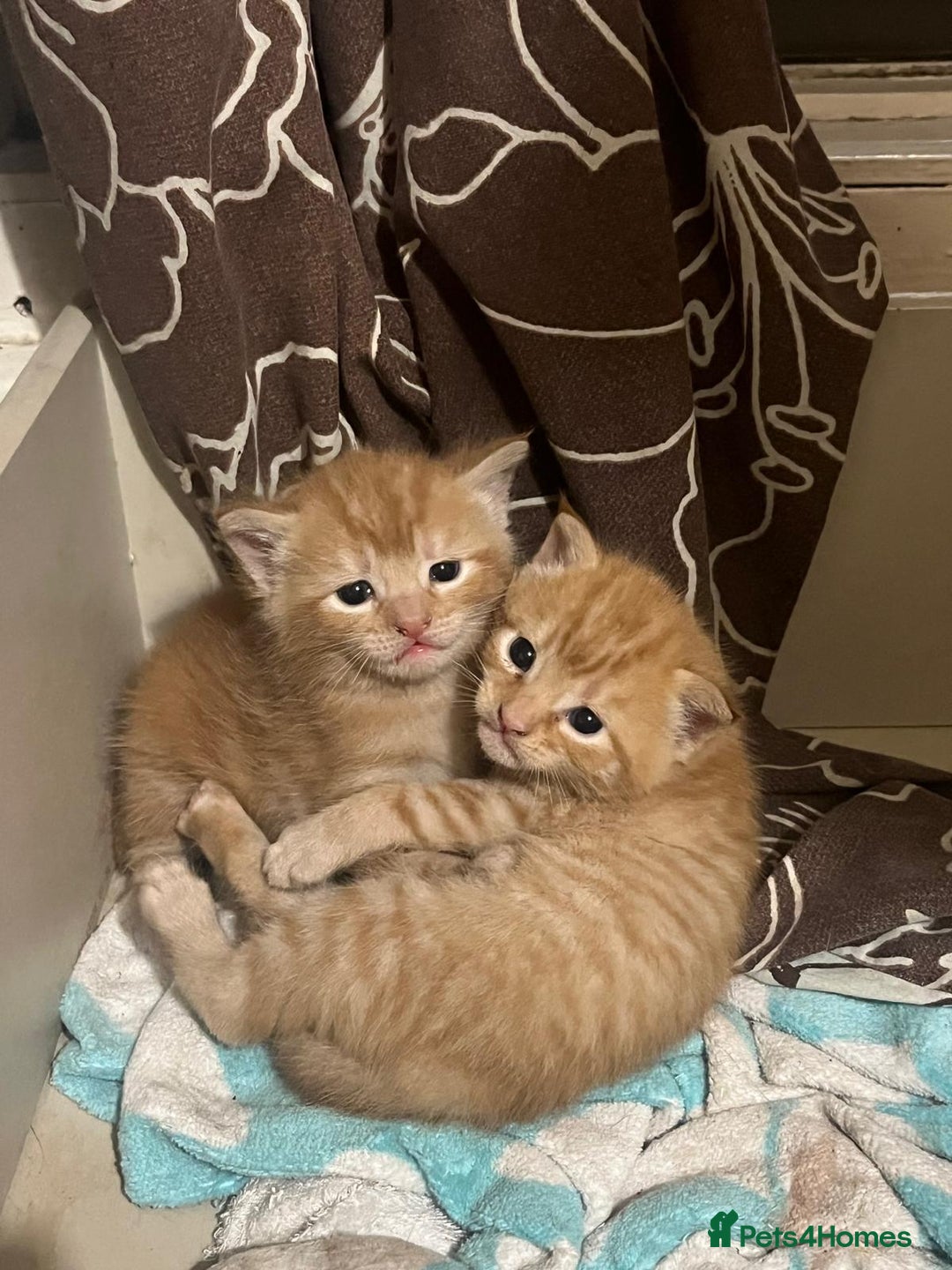 Mixed Breed cats for sale: Cuddly ginger twins - Image 5