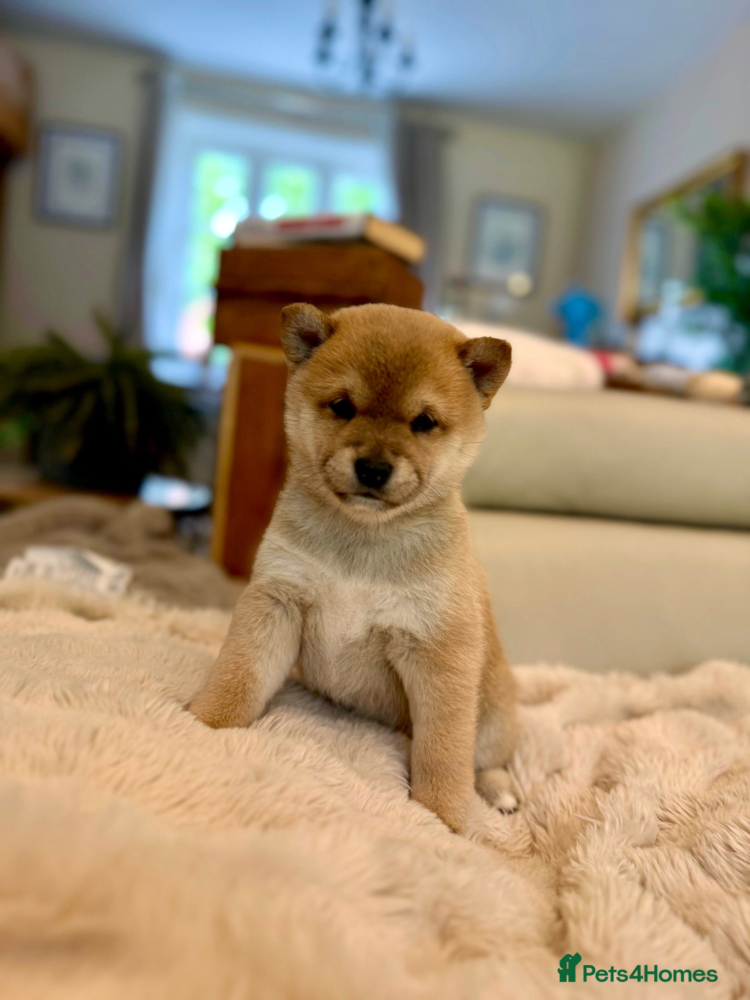 Japanese Shiba Inu dogs BEAUTIFUL RED PURE BREED SHIBA INU PUPPIES 💜 - Advert 7