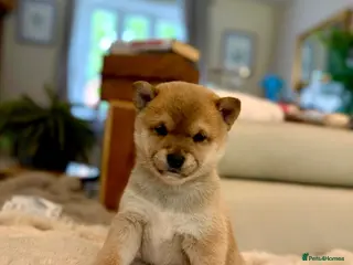Japanese Shiba Inu dogs BEAUTIFUL RED PURE BREED SHIBA INU PUPPIES 💜 - Advert 15