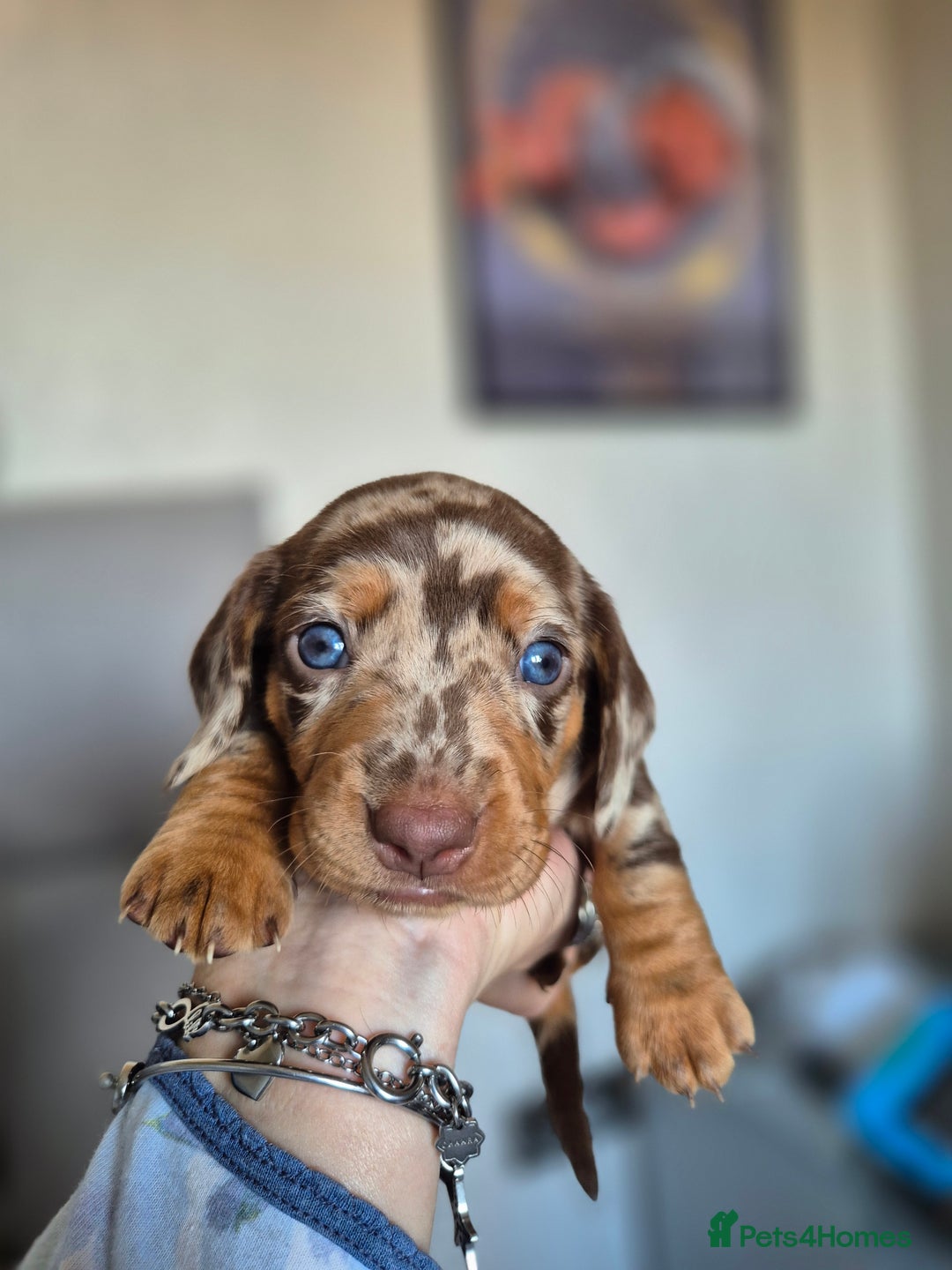 Dachshund dogs for sale: Miniature dachshund puppies PRA CLR - Image 22
