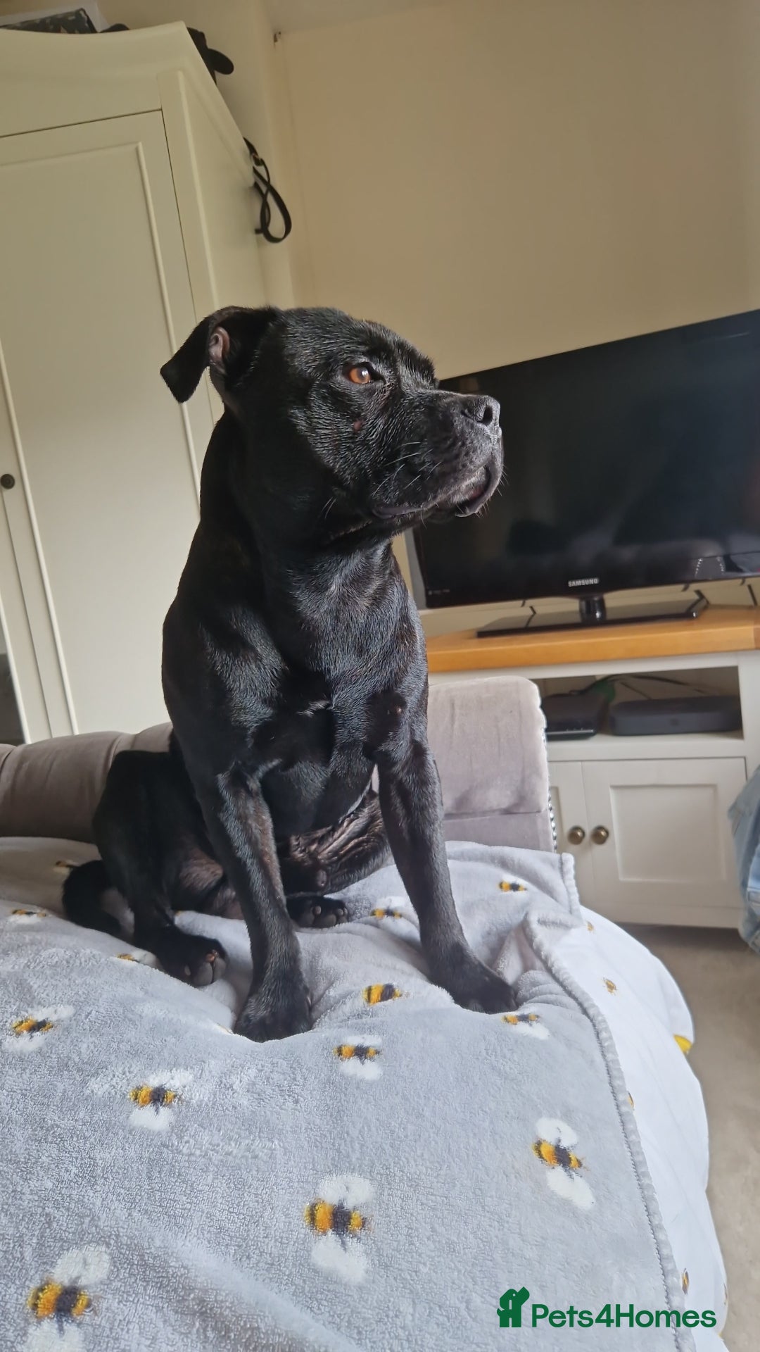 Staffordshire Bull Terrier dogs for sale: 19 months old male Staffordshire Bull Terrier - Image 1
