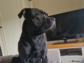 Staffordshire Bull Terrier dogs - Advert 2