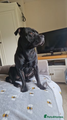 Staffordshire Bull Terrier dogs - Advert 1