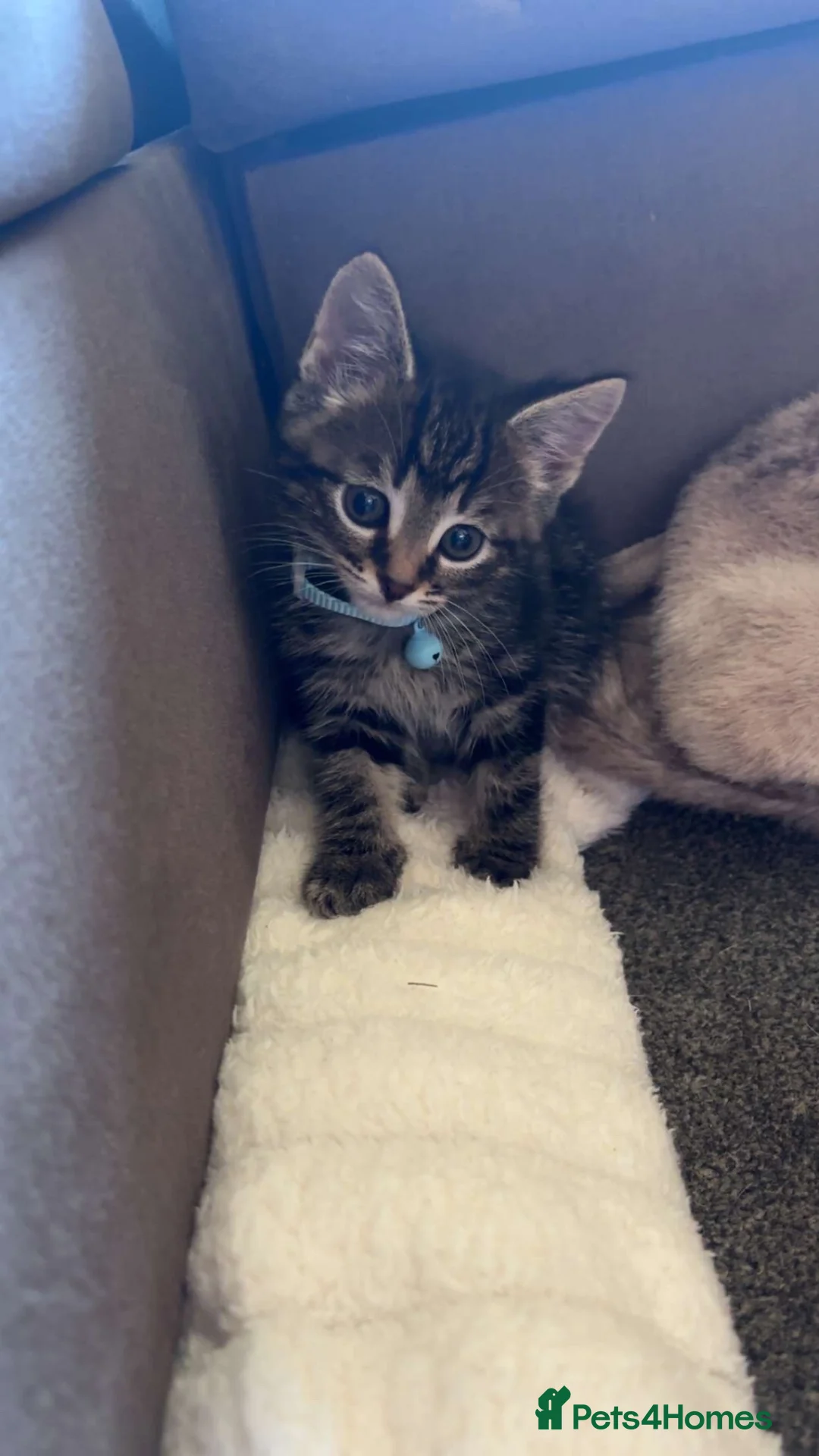 Domestic Shorthair cats for sale: Meet George  - Advert 1