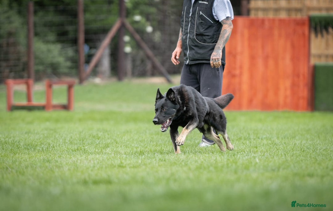 German Shepherd dogs for sale: 🌟Stunning KC Registered German Shepherd Pups🌟 - Image 14