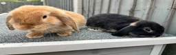 Mini Lop rabbits for sale: 🐰 Gorgeous Female Mini Lop Bunnies 🐰 in Wrexham - Advert 5