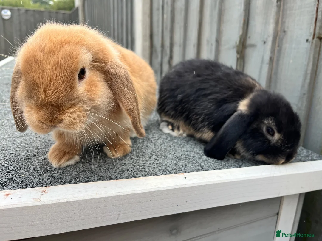 Mini Lop rabbits for sale: 🐰 Gorgeous Female Mini Lop Bunnies 🐰 in Wrexham - Advert 5