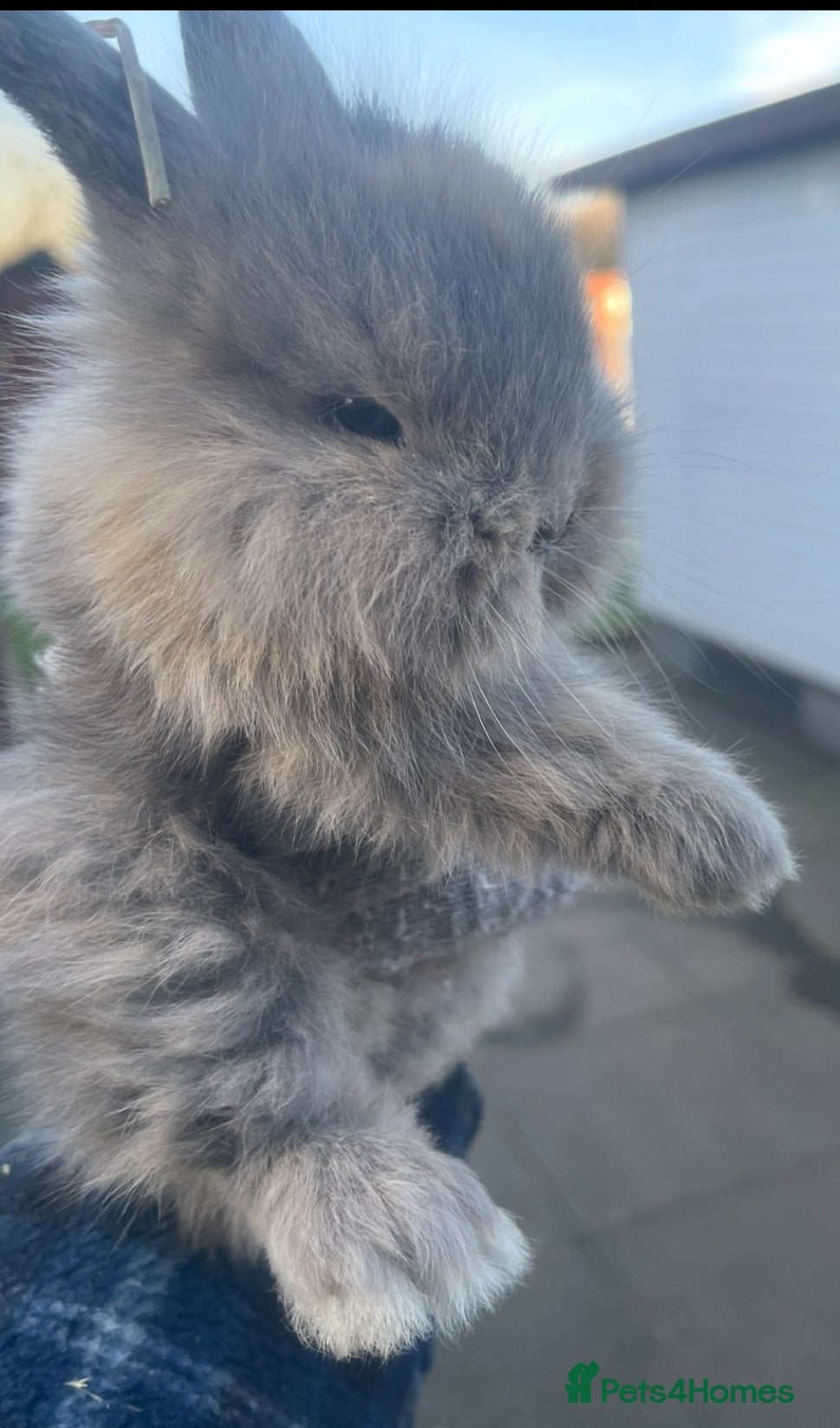 Lionhead rabbits Baby bunnies ready to reserve  - Advert 16