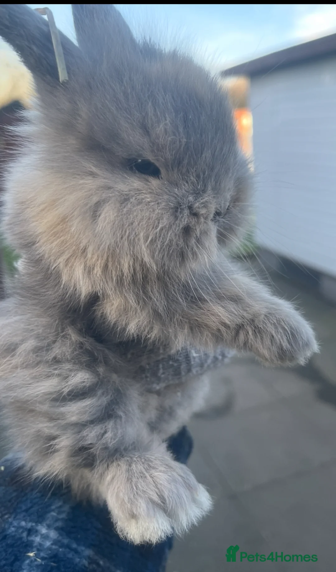 Lionhead rabbits for sale: Baby bunnies -available to reserve  - Advert 1