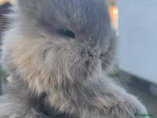 Lionhead rabbits Baby bunnies ready to reserve - Advert 16