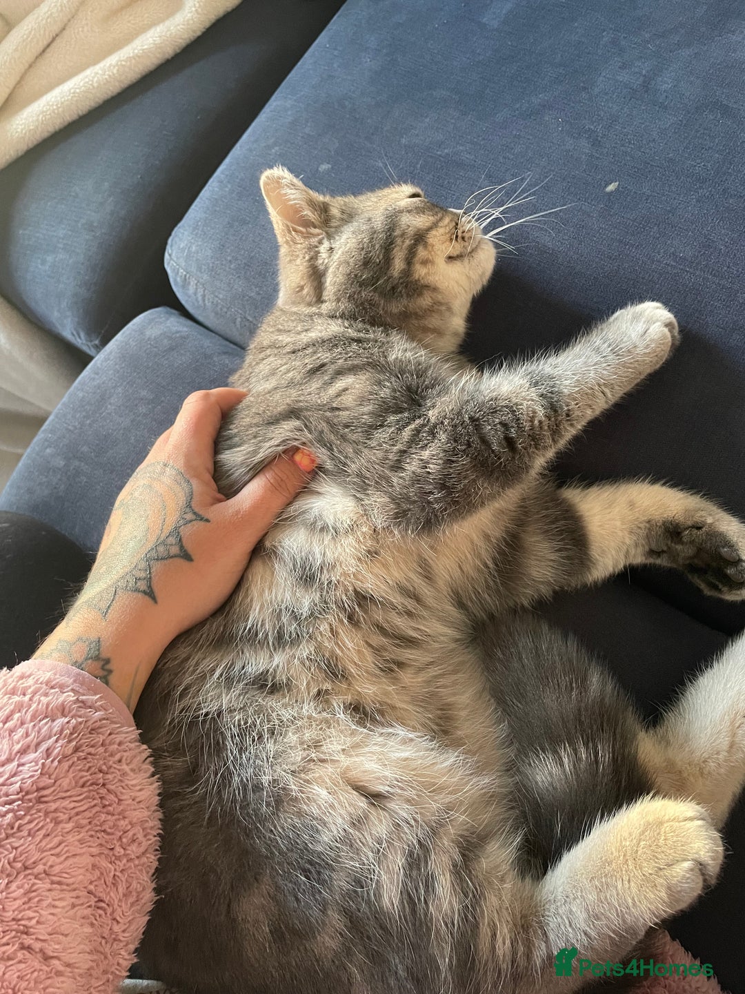British Shorthair cats for sale: 1yr old male BSH for rehoming  - Image 2