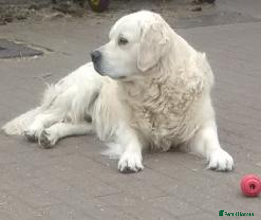 Golden Retriever dogs for stud: CHAMPION SIRED STUD DOG - Image 2