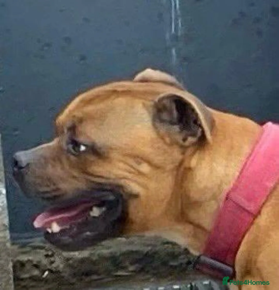 Staffordshire Bull Terrier dogs for stud: Stunning Red Staff For Stud  - Advert 3