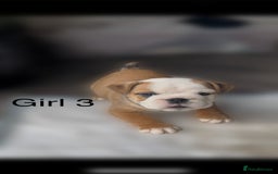 English Bulldog dogs for sale: KC Reg Traditional English Bulldog puppies - Image 14