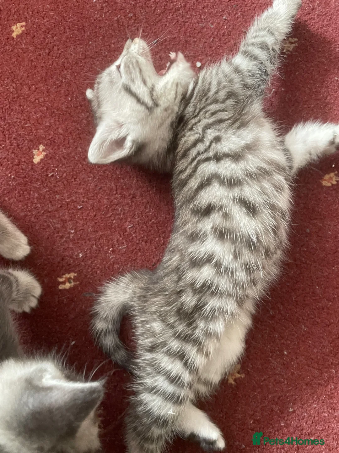 American Shorthair cats for sale: 4 American shorthair kittens - Advert 16