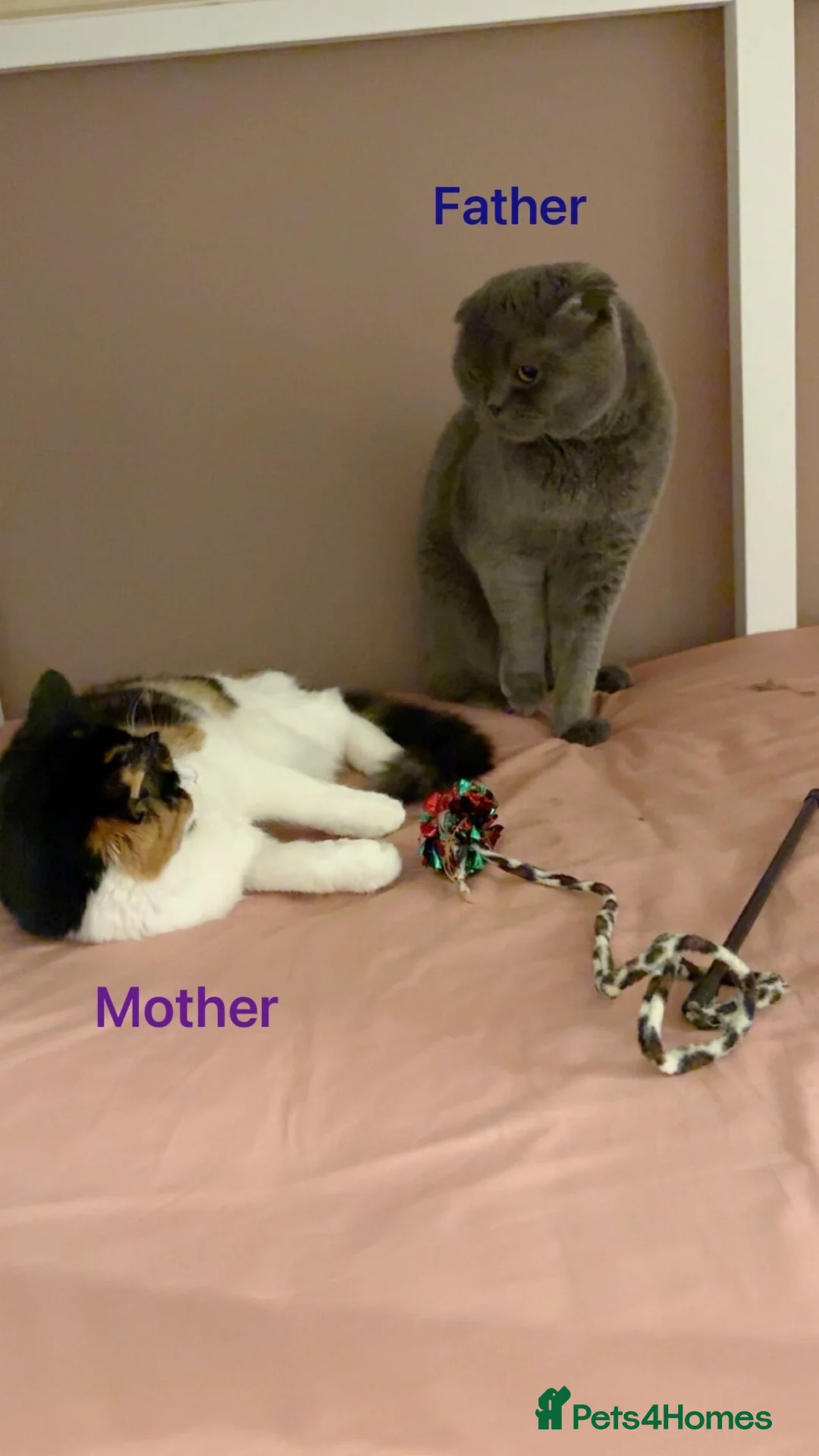 Scottish Fold cats for sale: Gorgeous Scottish fold kittens.💙 - Advert 6