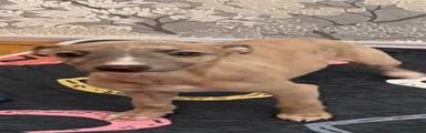 Whippet Puppy 1